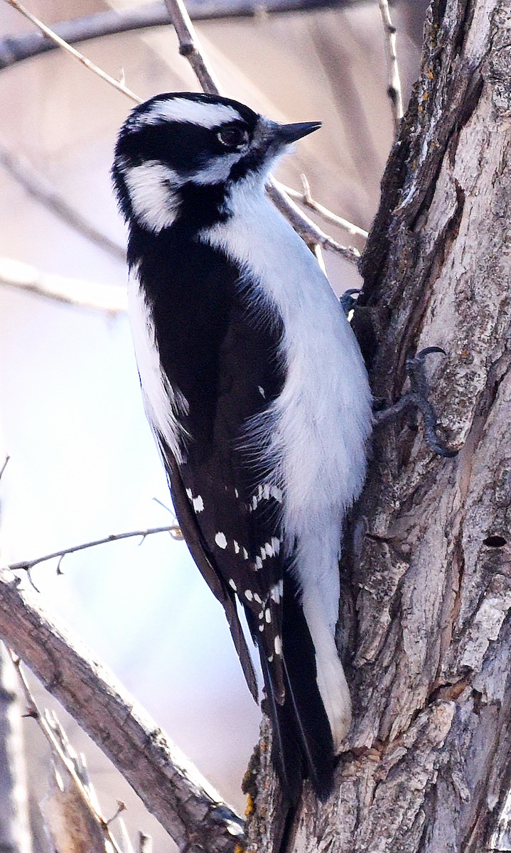 Downy Woodpecker (Rocky Mts.) - ML613237339