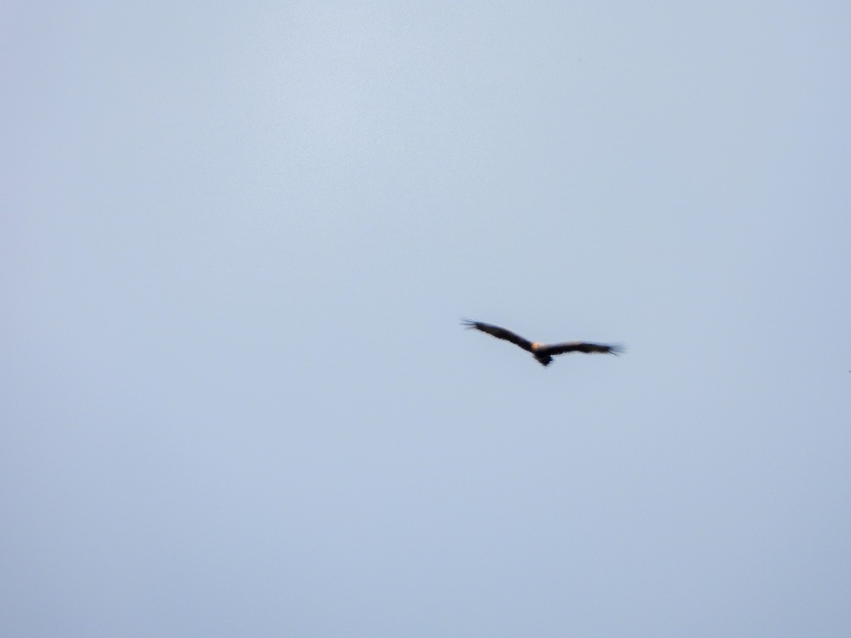 Wedge-tailed Eagle - ML613237349