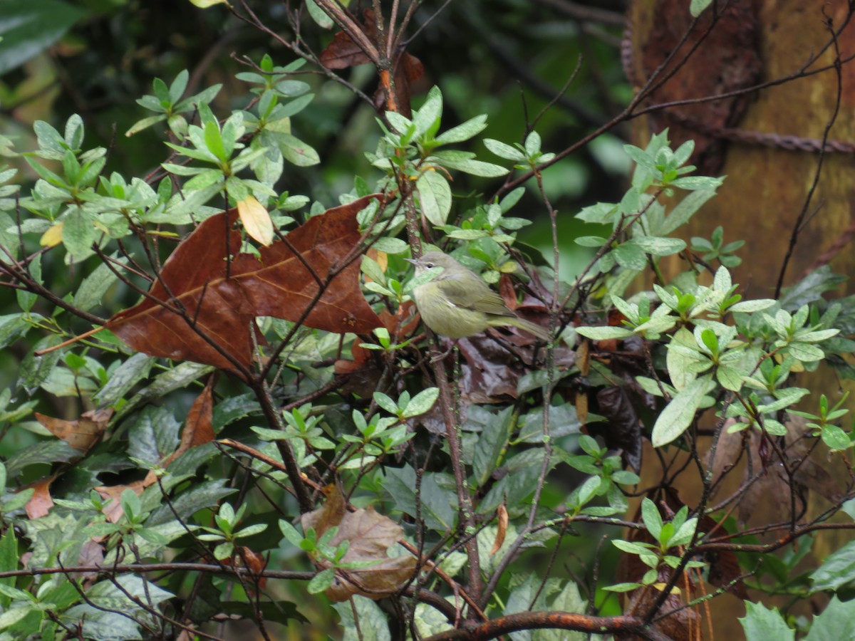 Orange-crowned Warbler - ML613237543