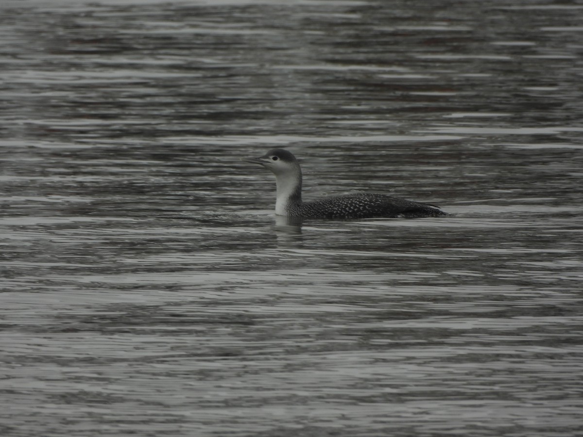 Red-throated Loon - Ann Branch