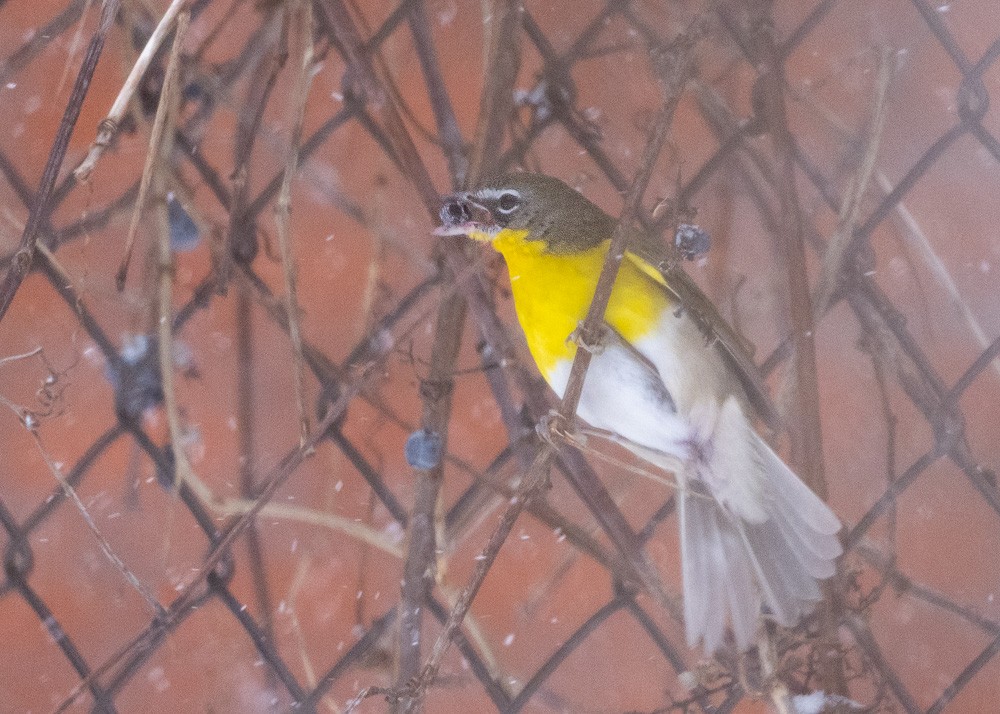 Yellow-breasted Chat - ML613237945
