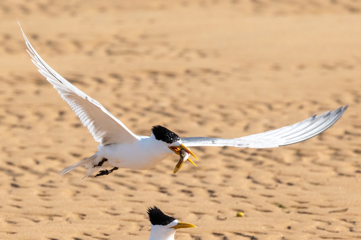 Great Crested Tern - ML613237958