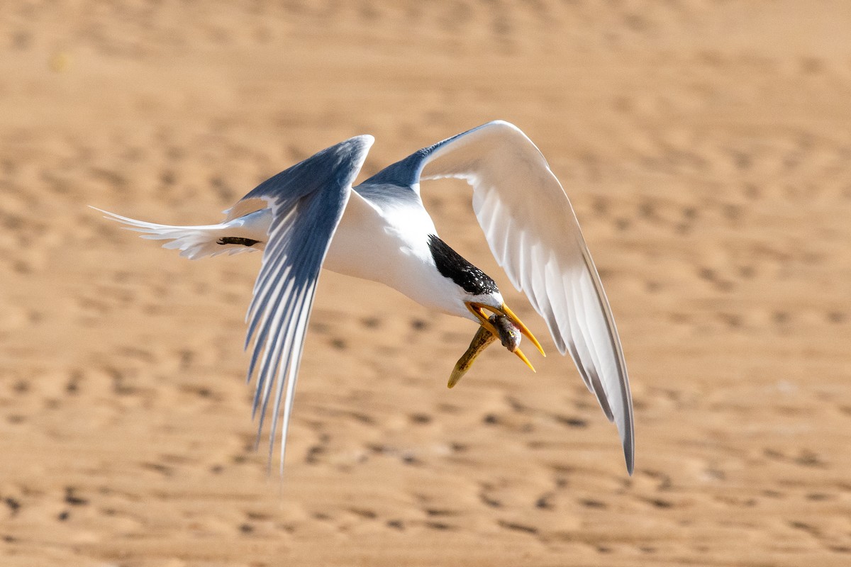 Great Crested Tern - ML613237959