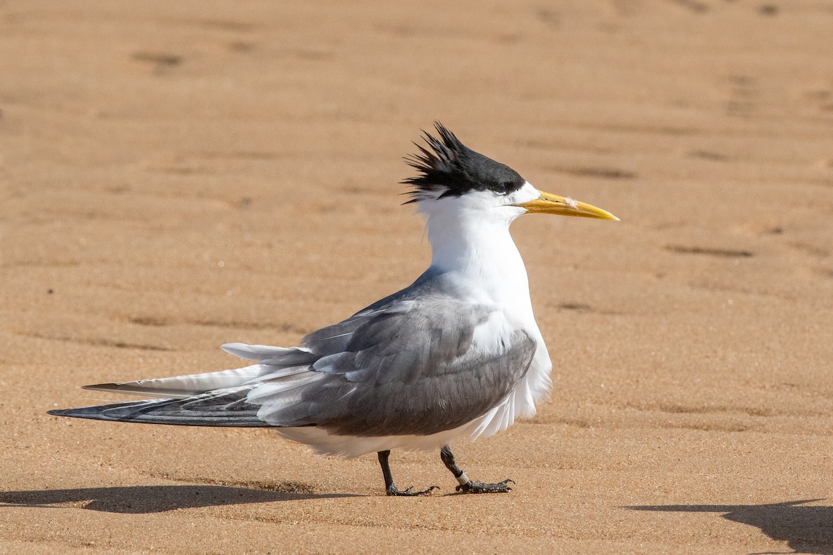Great Crested Tern - ML613237960