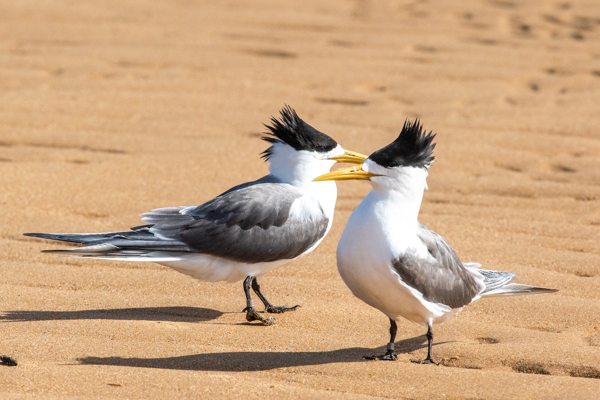 Great Crested Tern - ML613237961