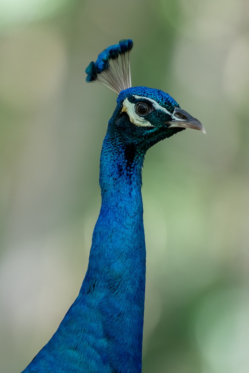 Indian Peafowl - Paul Block