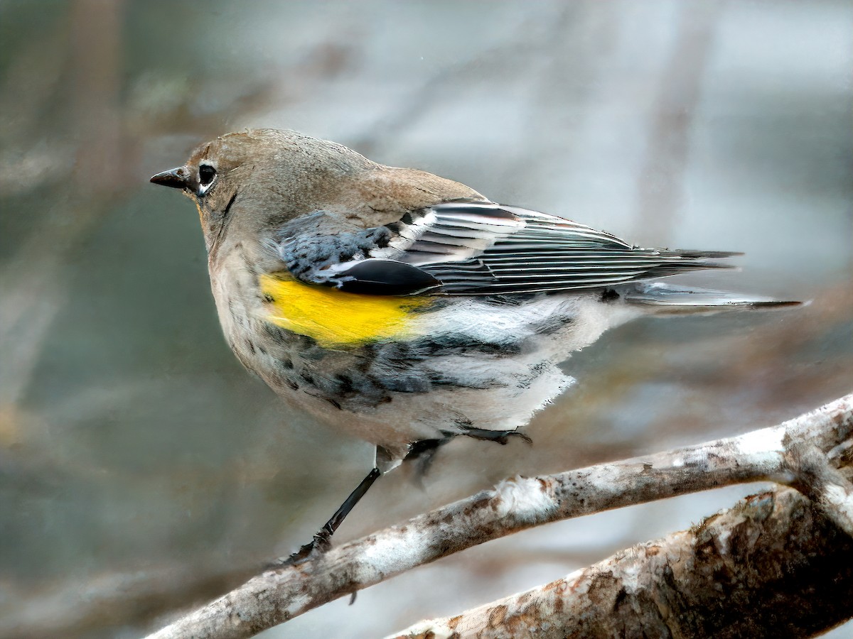 Yellow-rumped Warbler (Audubon's) - ML613238077
