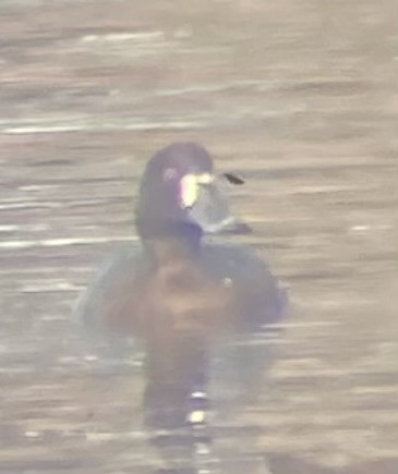 Greater Scaup - ML613238104