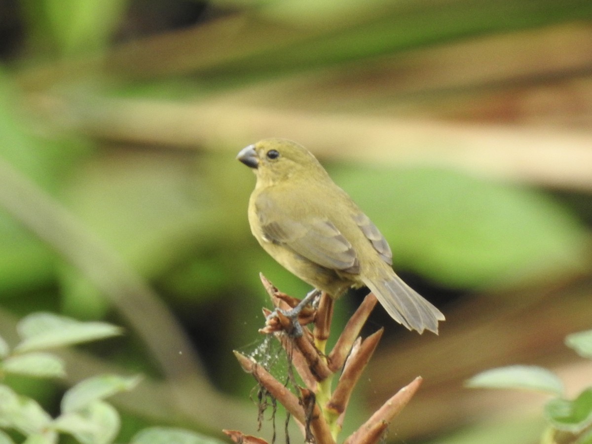 Variable Seedeater - ML613238360