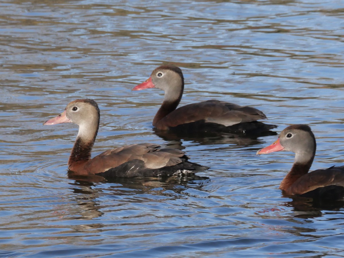 Black-bellied Whistling-Duck - Tammy Brown