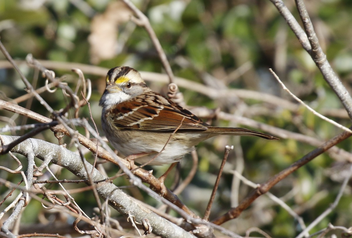 White-throated Sparrow - ML613238548