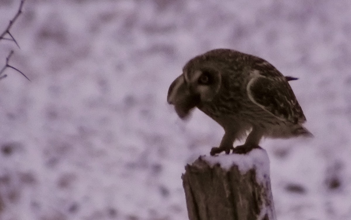 Short-eared Owl - ML613238644