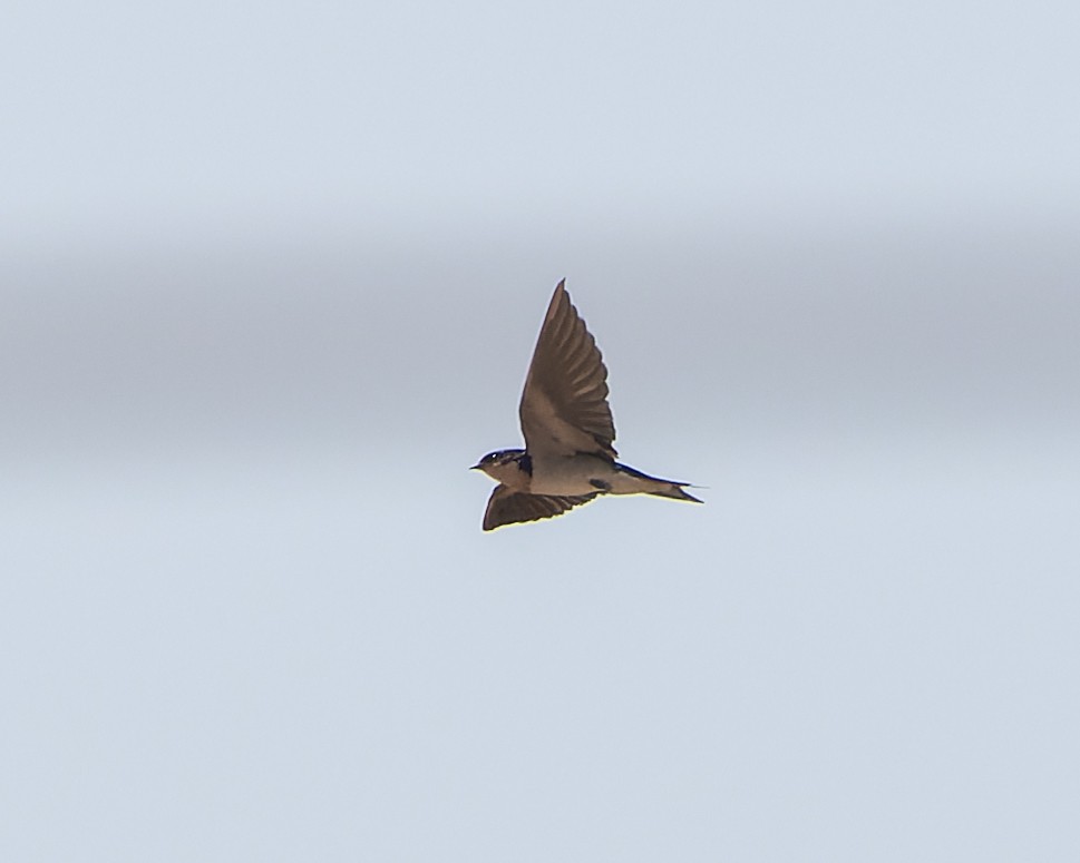 Ethiopian Swallow - ML613238679