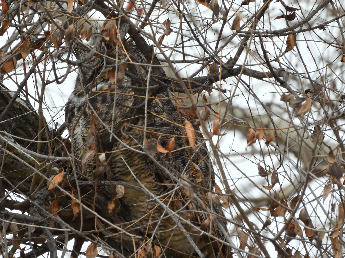 Great Horned Owl - ML613238776