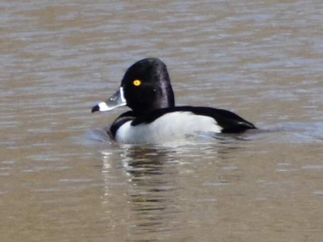 Ring-necked Duck - ML613238826