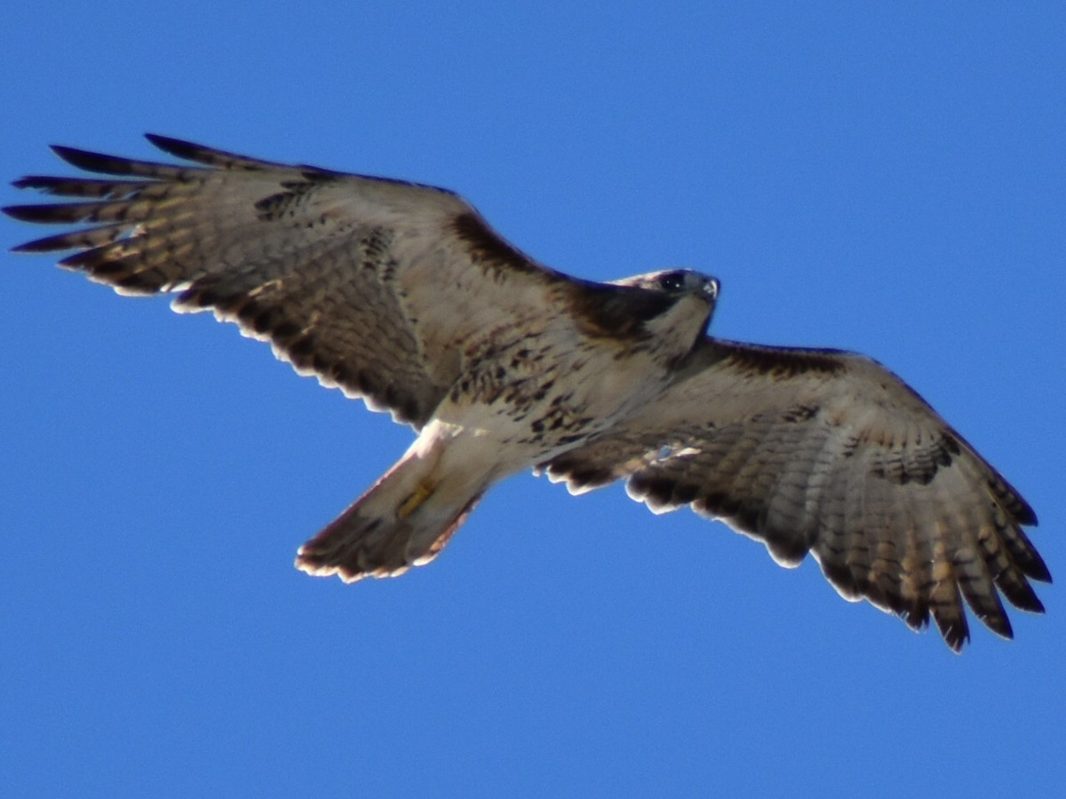 Red-tailed Hawk - ML613238842