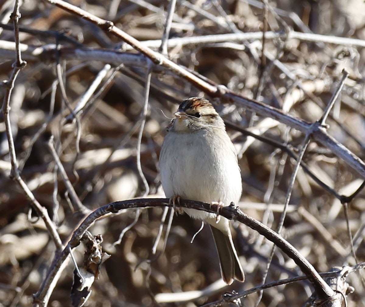 Chipping Sparrow - ML613238854