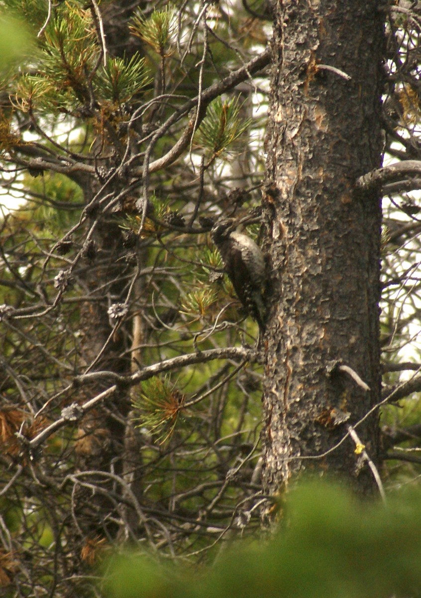 American Three-toed Woodpecker - ML613238867