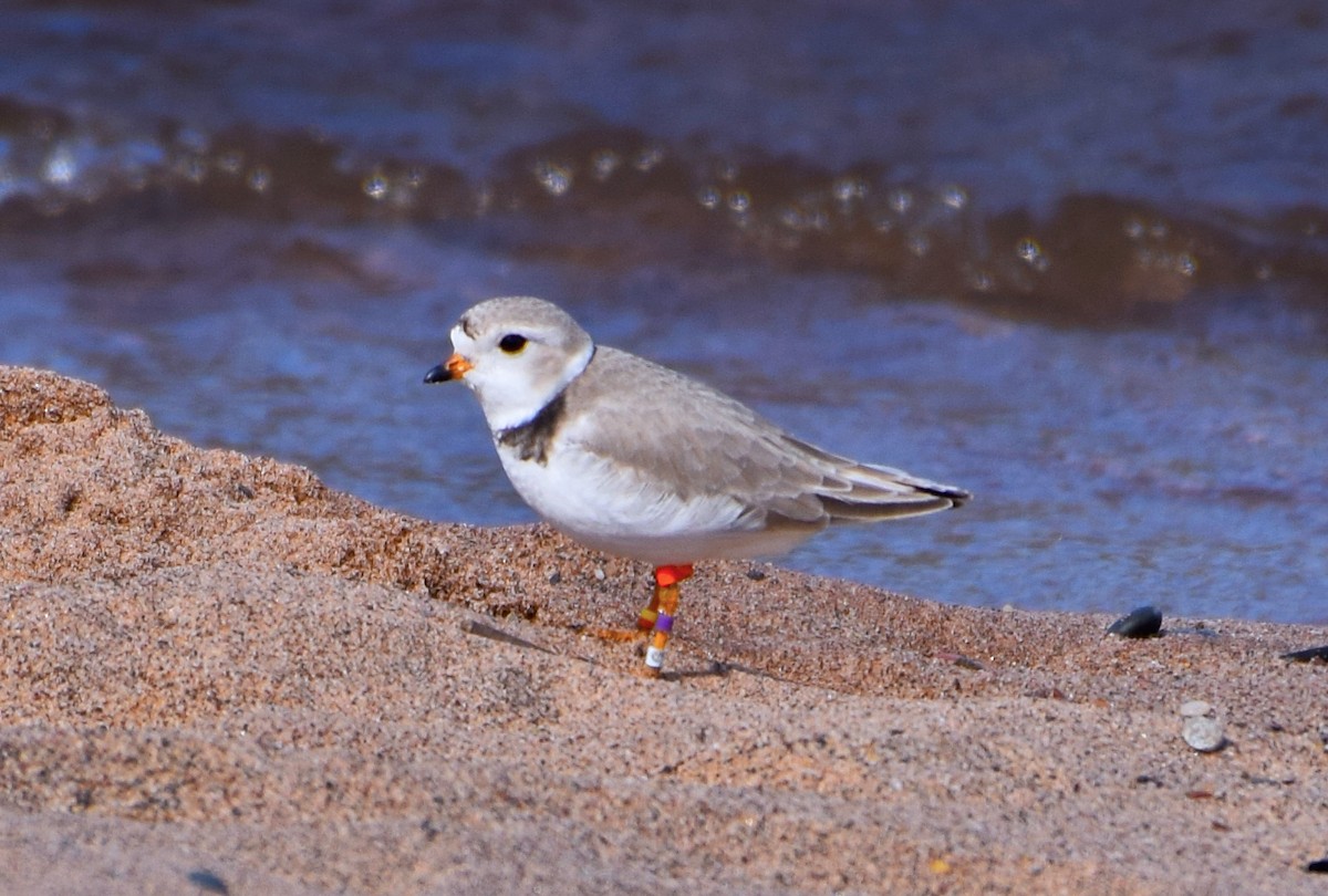 Piping Plover - ML613239109
