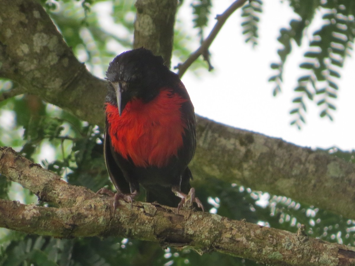 Red-breasted Meadowlark - ML61323951
