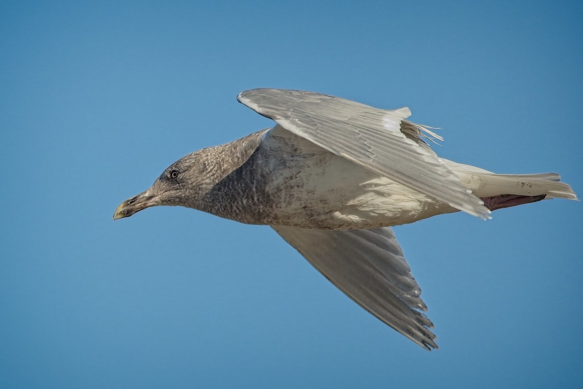 Glaucous-winged Gull - David Webster