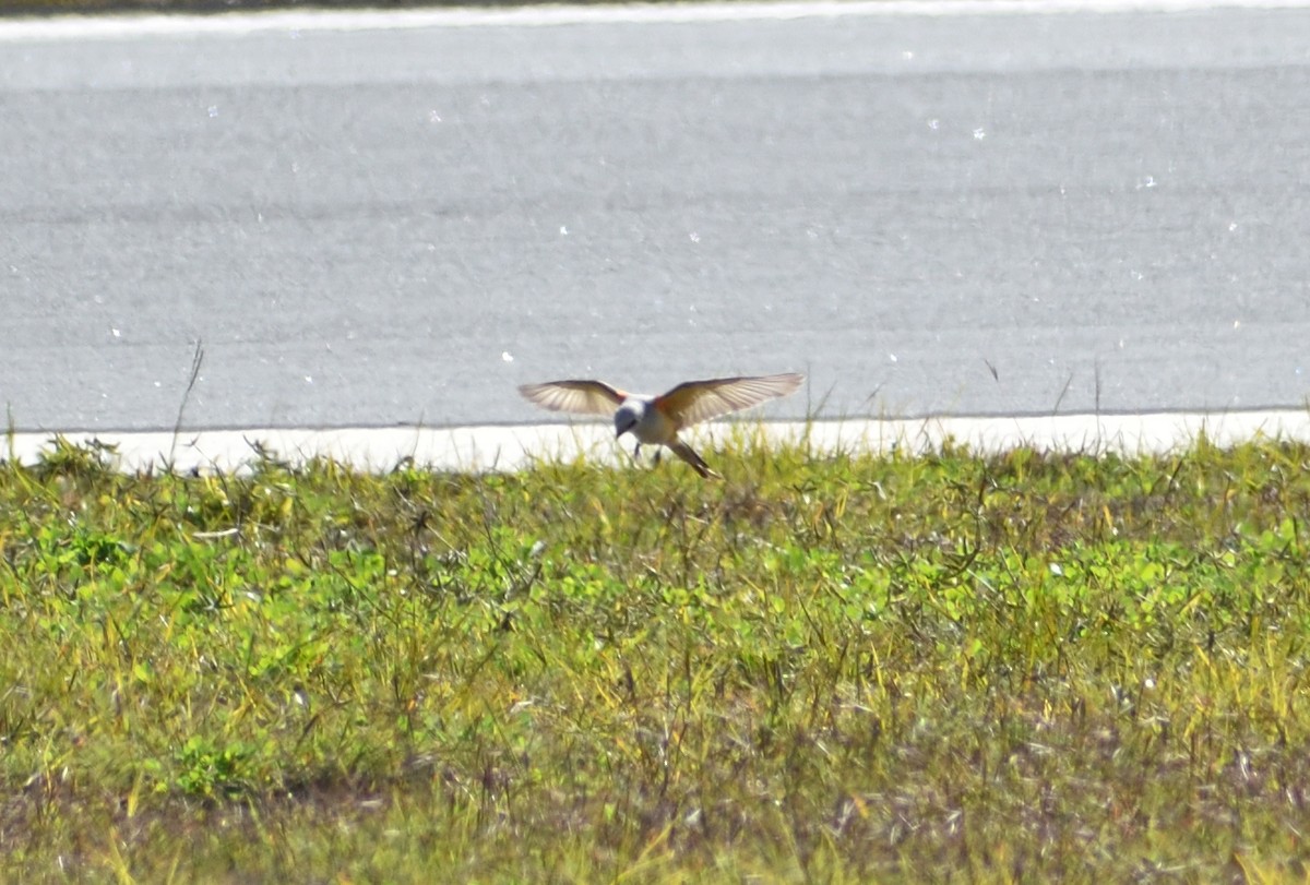 Scissor-tailed Flycatcher - ML613239959