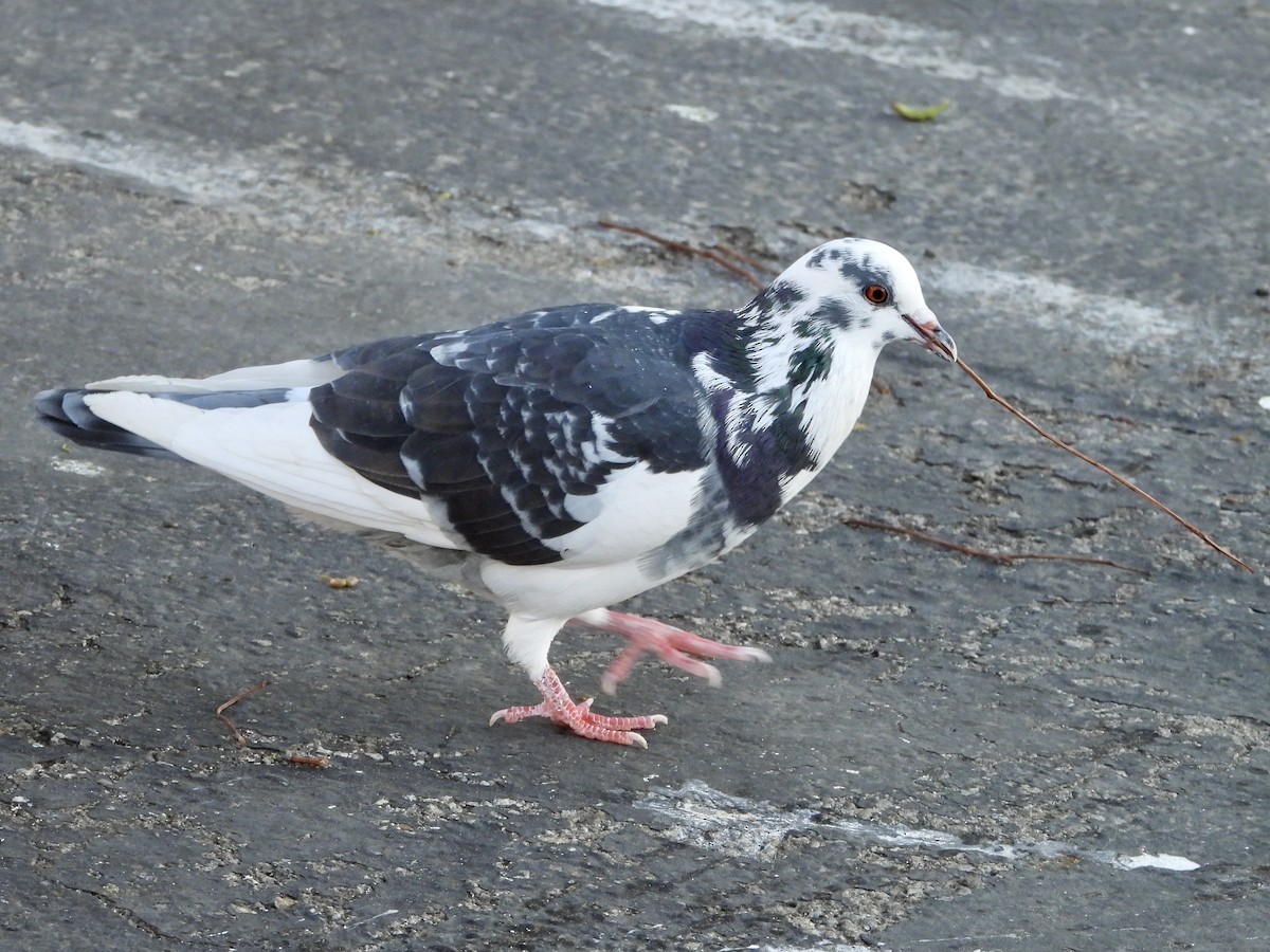 Rock Pigeon (Feral Pigeon) - ML613240062
