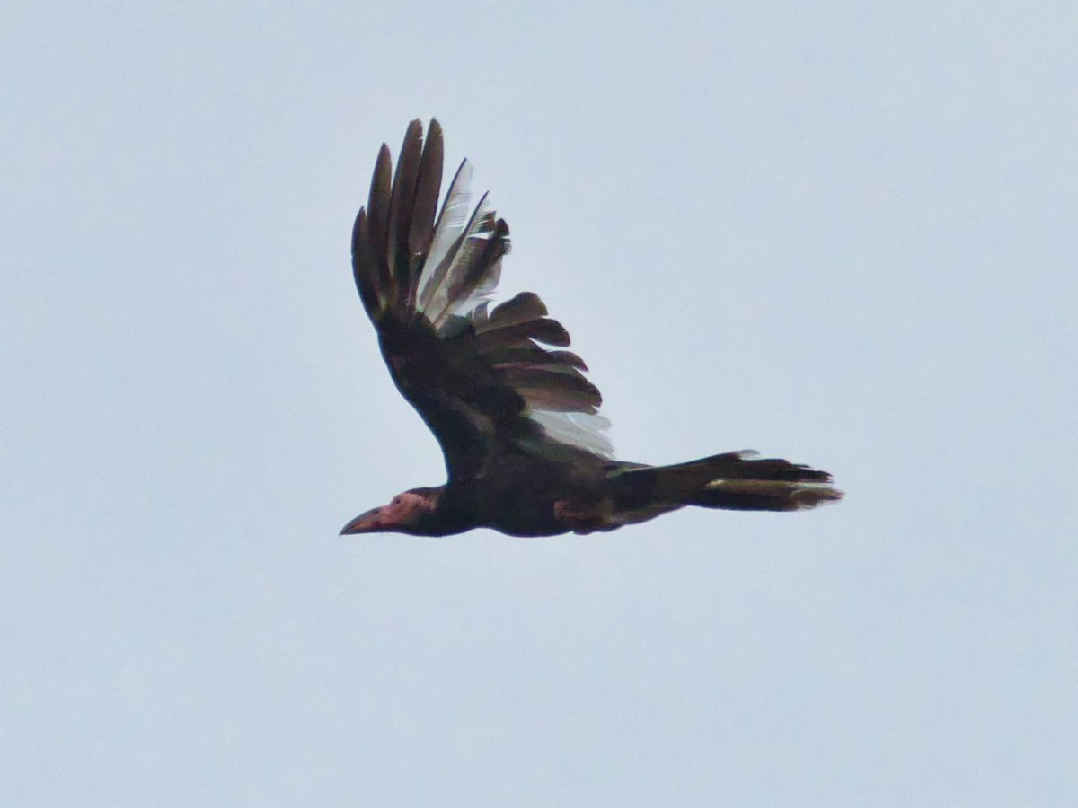 Новогвинейская ворона - ML613240292