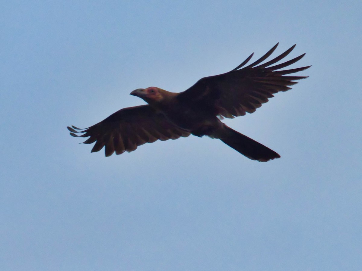 Новогвинейская ворона - ML613240293