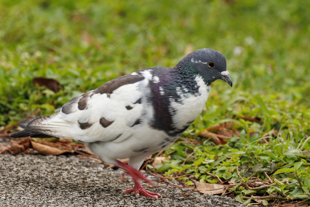 Rock Pigeon (Feral Pigeon) - ML613240358