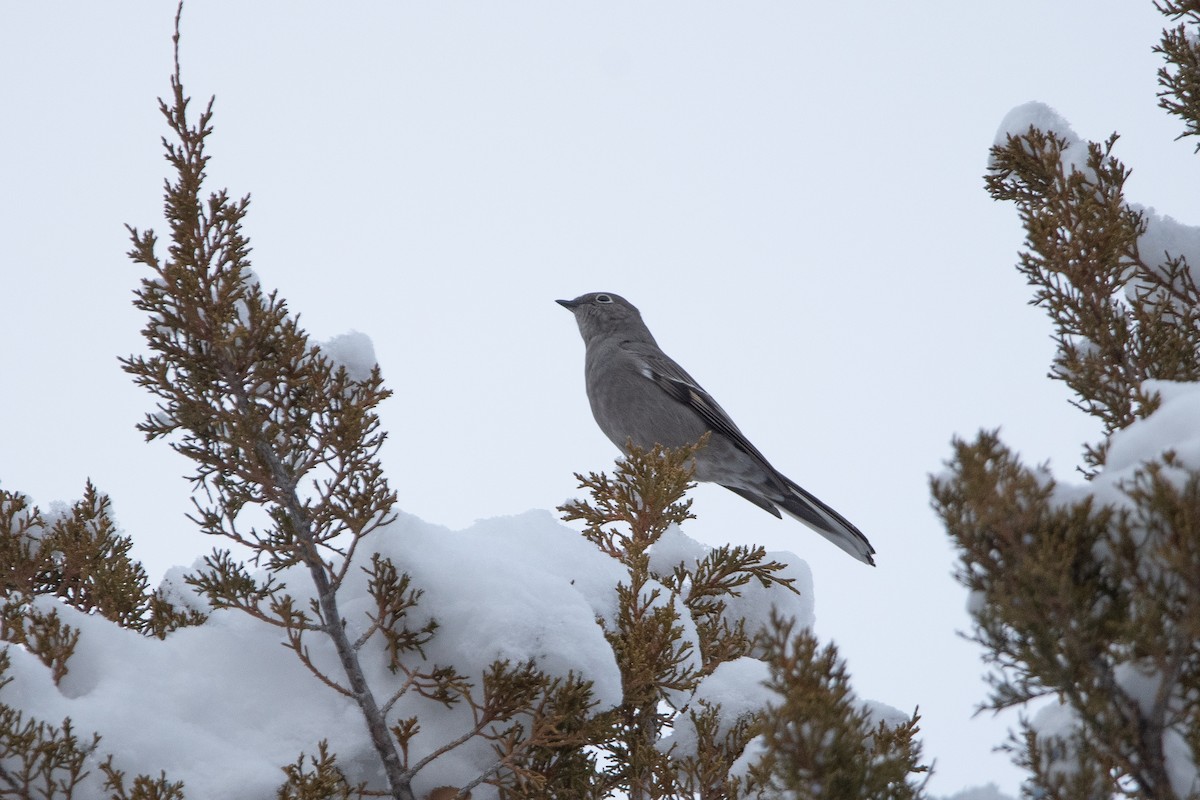 Townsend's Solitaire - ML613240922