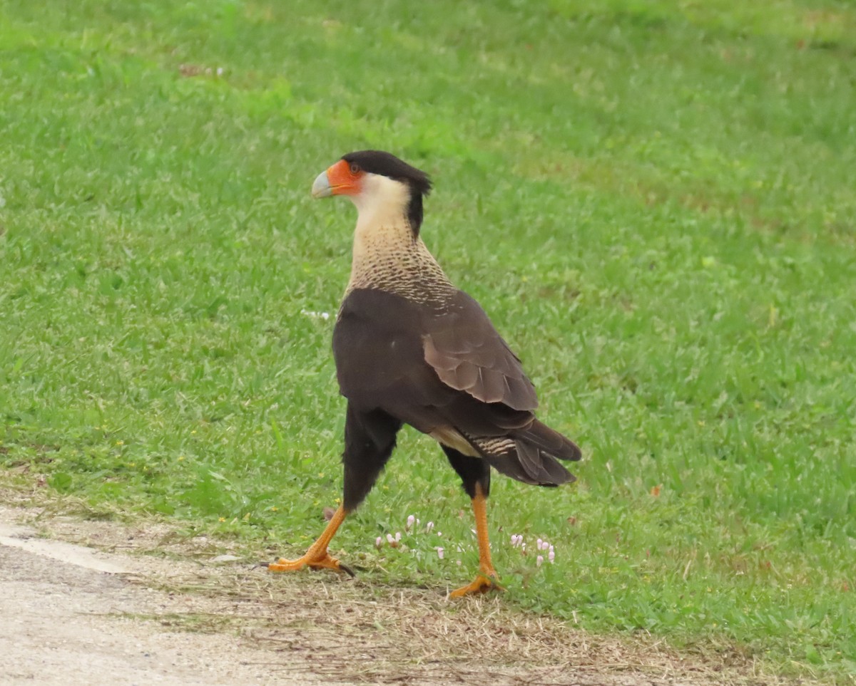 eBird Checklist 7 Jan 2024 Pahokee Point Road 4 species