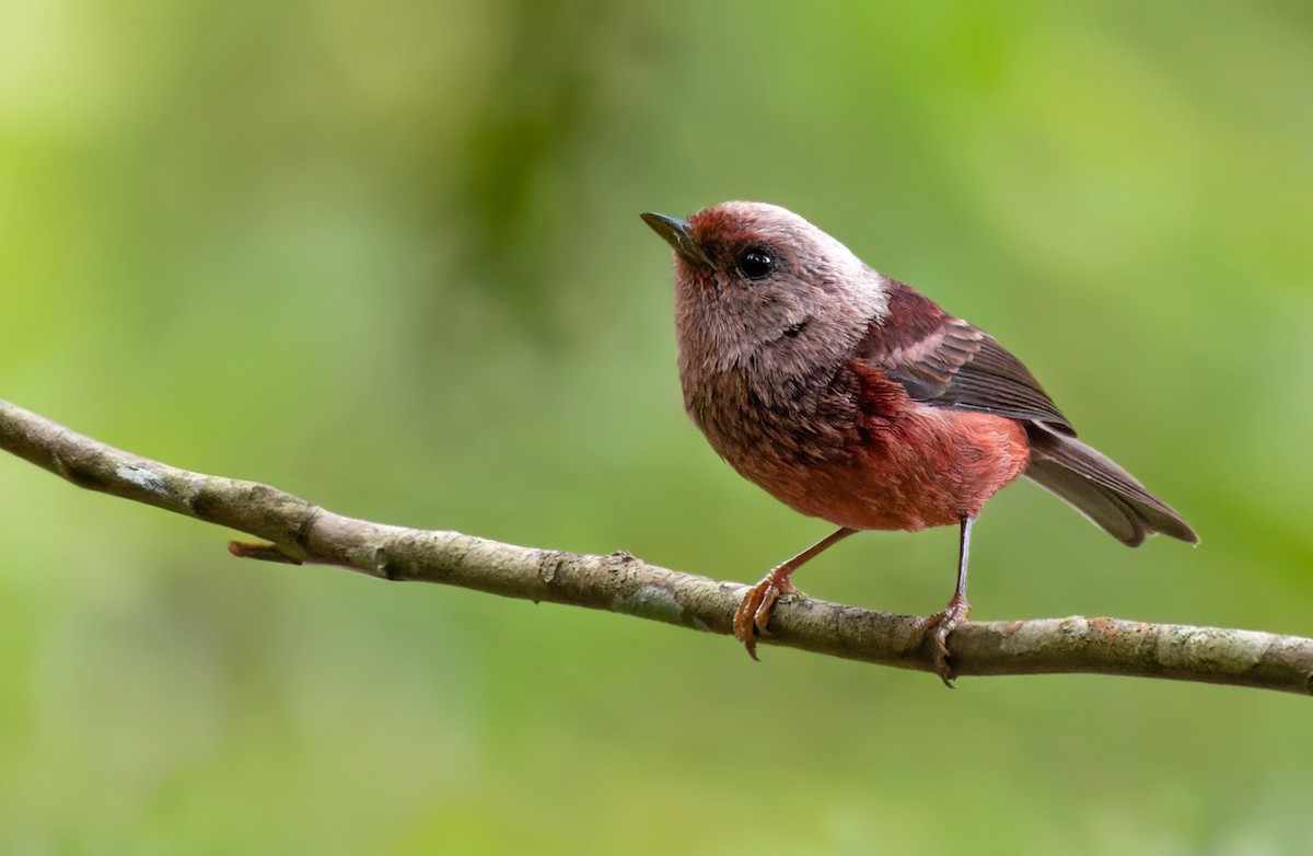 Pink-headed Warbler - Lars Petersson | My World of Bird Photography