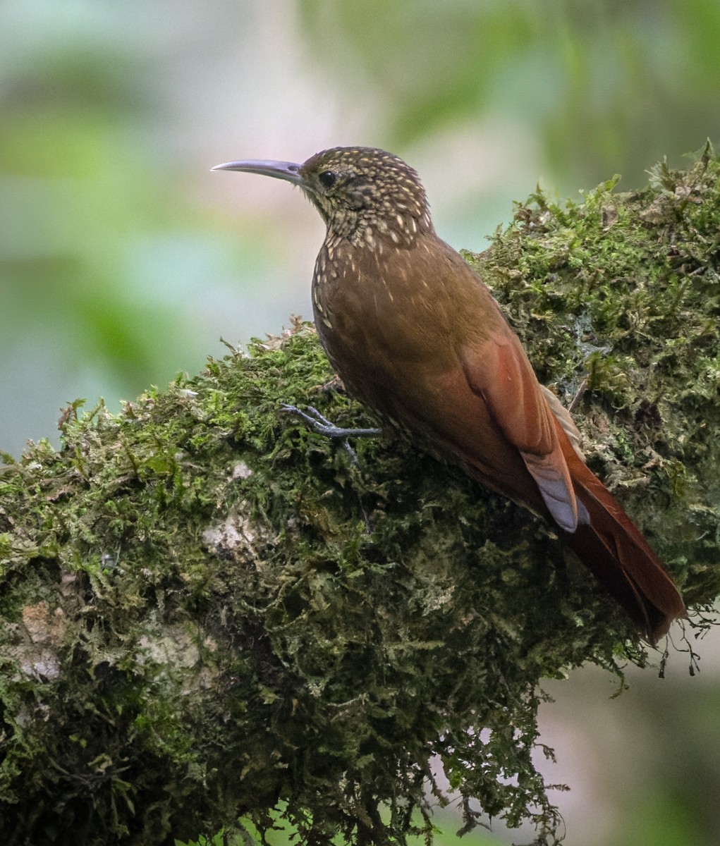 Spot-crowned Woodcreeper (Northern) - Lars Petersson | My World of Bird Photography