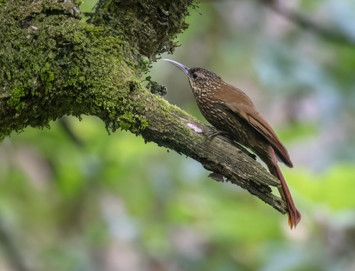 Spot-crowned Woodcreeper (Northern) - Lars Petersson | My World of Bird Photography