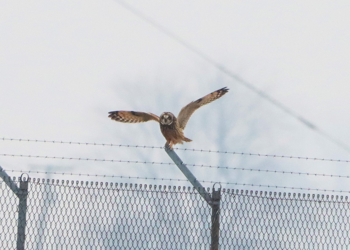 EBird Checklist 7 Jan 2024 Antenna Farm 1 Species   1200