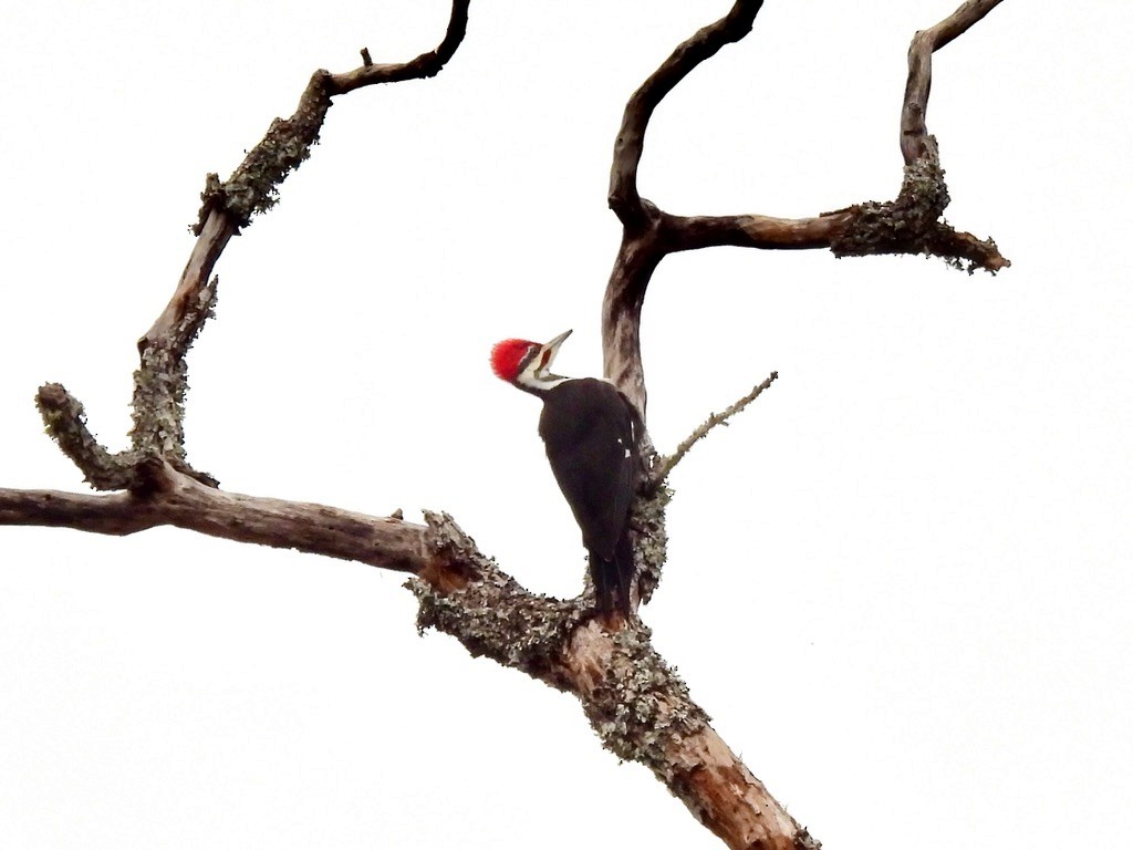 Pileated Woodpecker - ML613241271