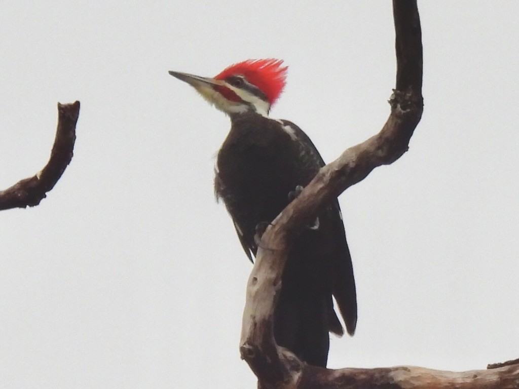 Pileated Woodpecker - ML613241287