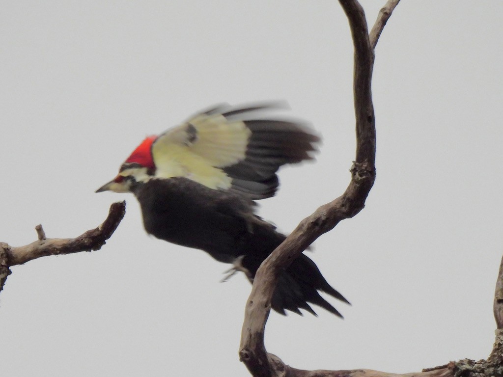 Pileated Woodpecker - ML613241317