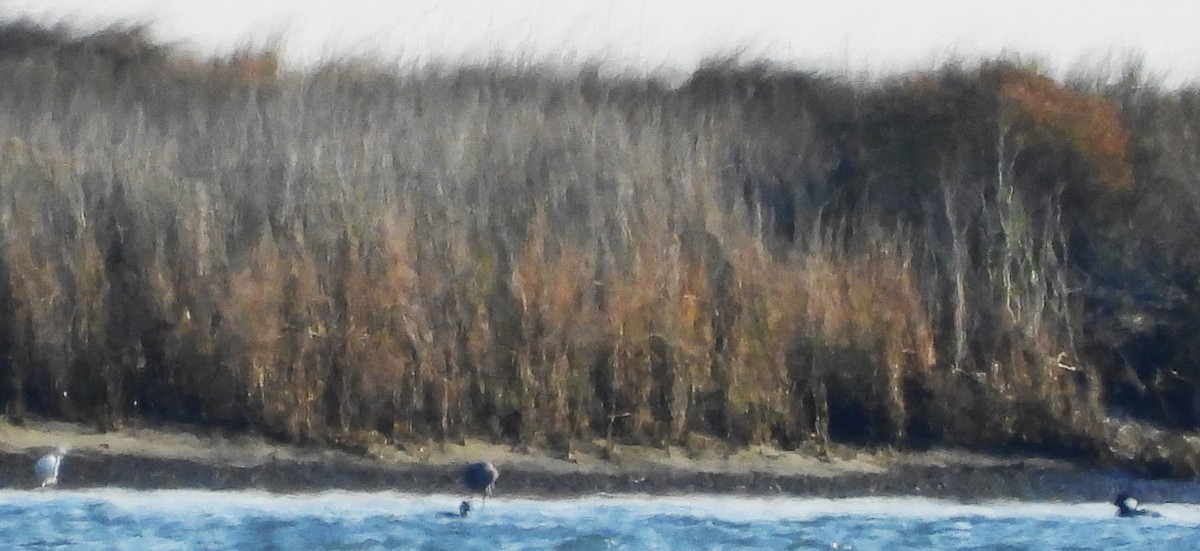 eBird Checklist - 7 Jan 2024 - Dauphin Island--Shell Mound Park - 20 ...