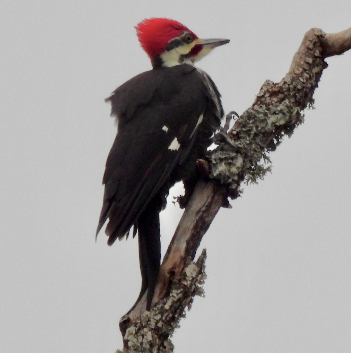 Pileated Woodpecker - ML613241372