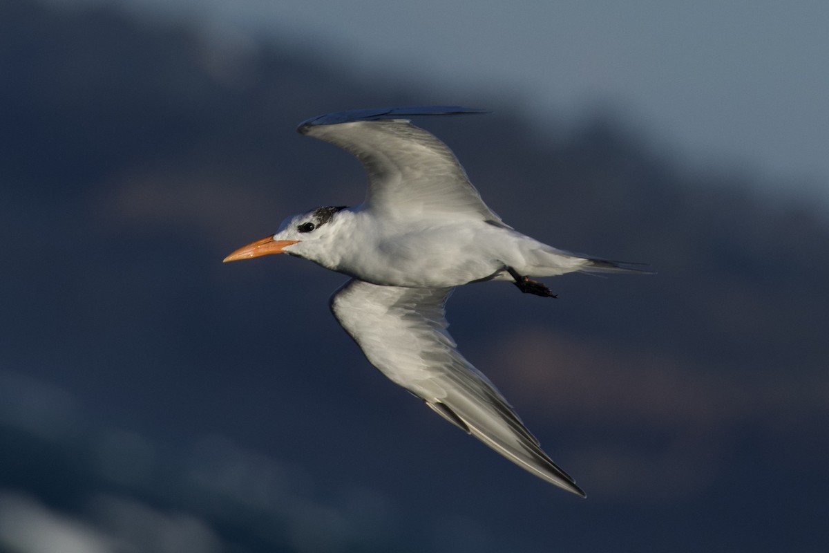 Royal Tern - ML613241608