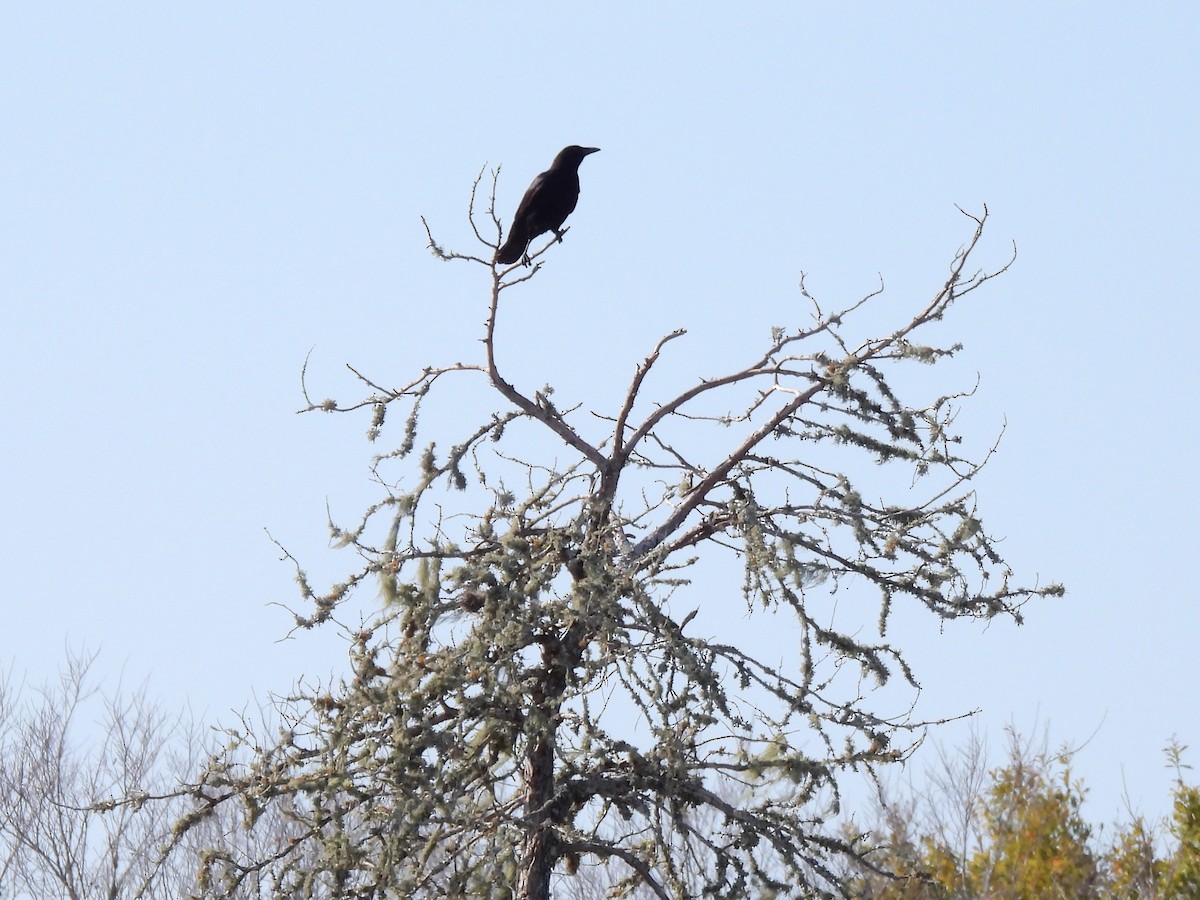 American Crow - ML613241641