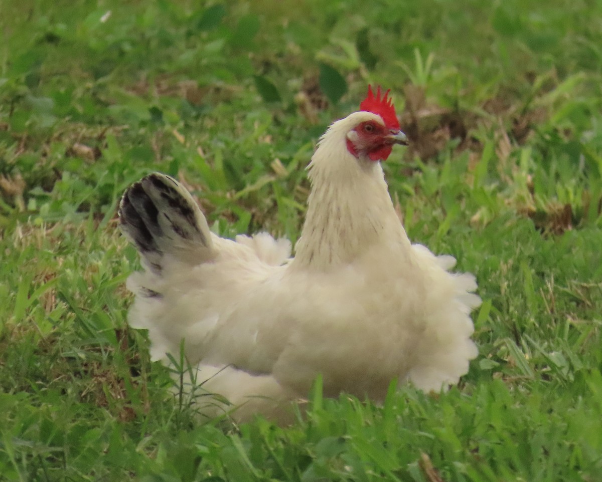 eBird Checklist 7 Jan 2024 Pahokee Point Road 9 species