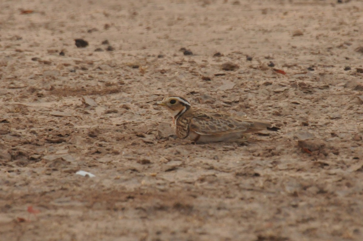 Three-banded Courser - ML613241705