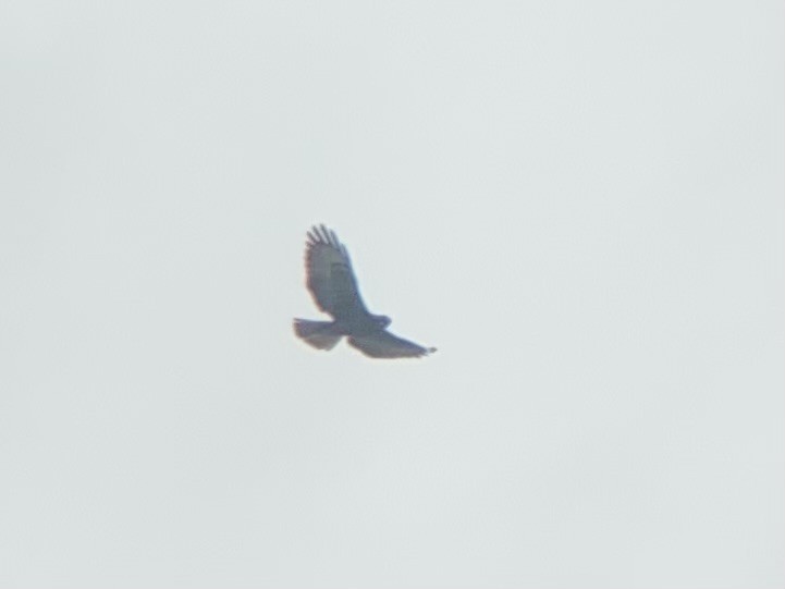 Short-tailed Hawk - ML613241727