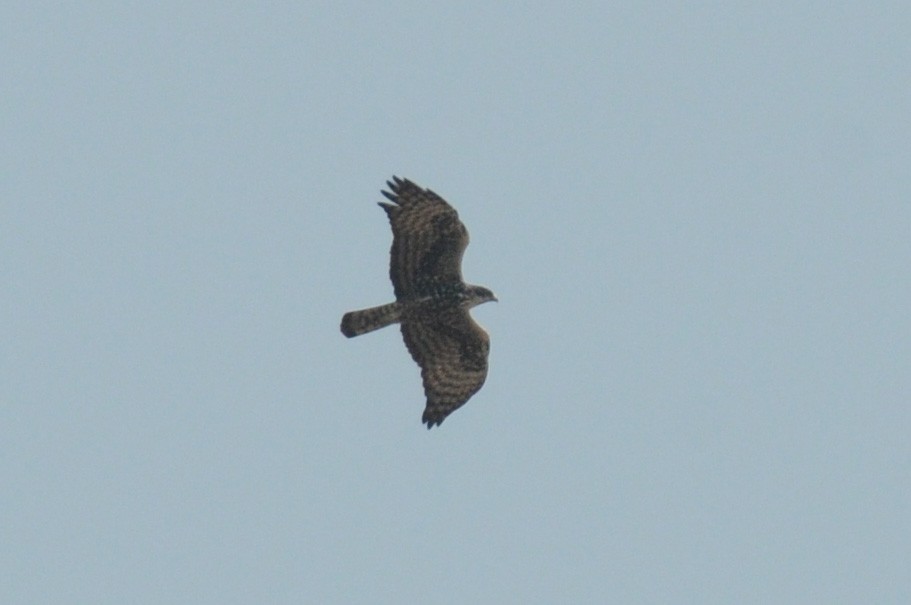 Ayres's Hawk-Eagle - ML613241788