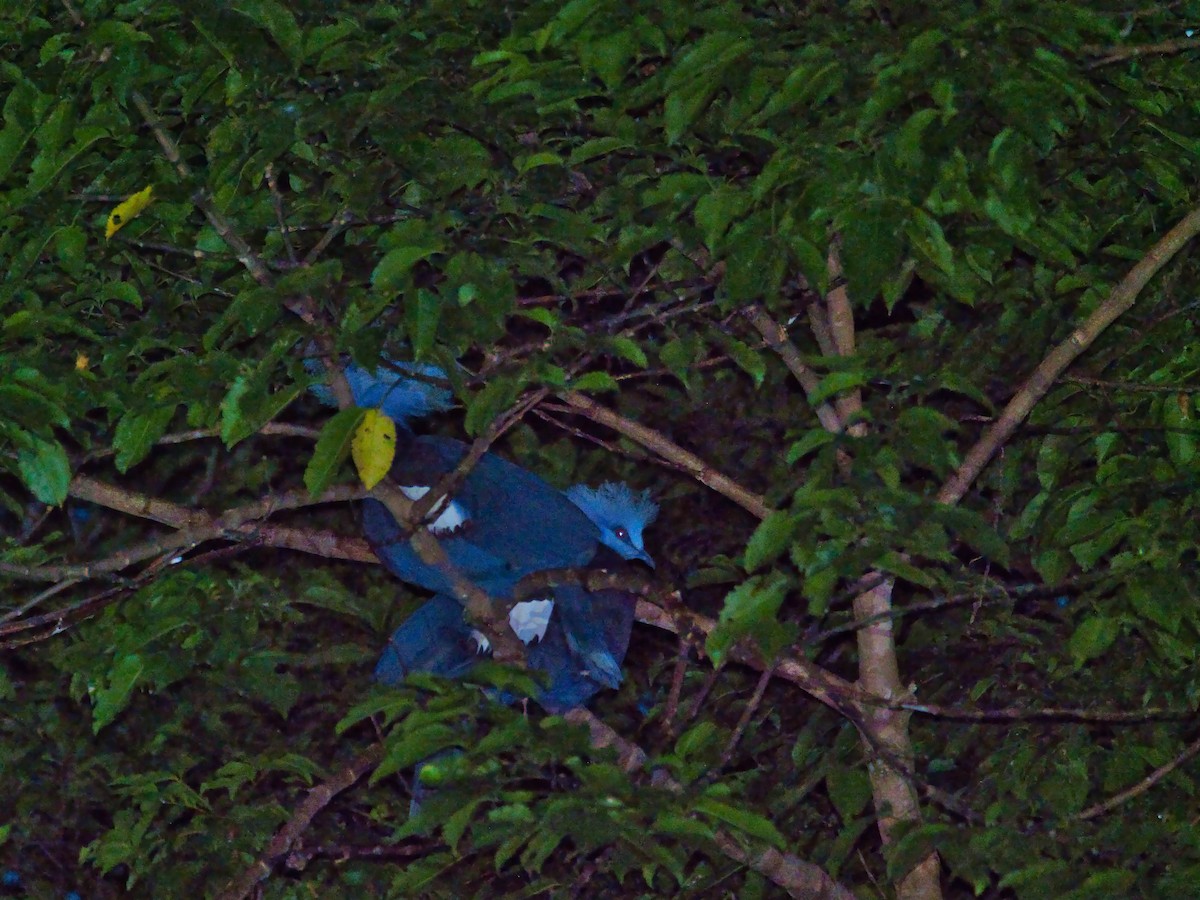 Каштановокрылый венценосный голубь - ML613241902