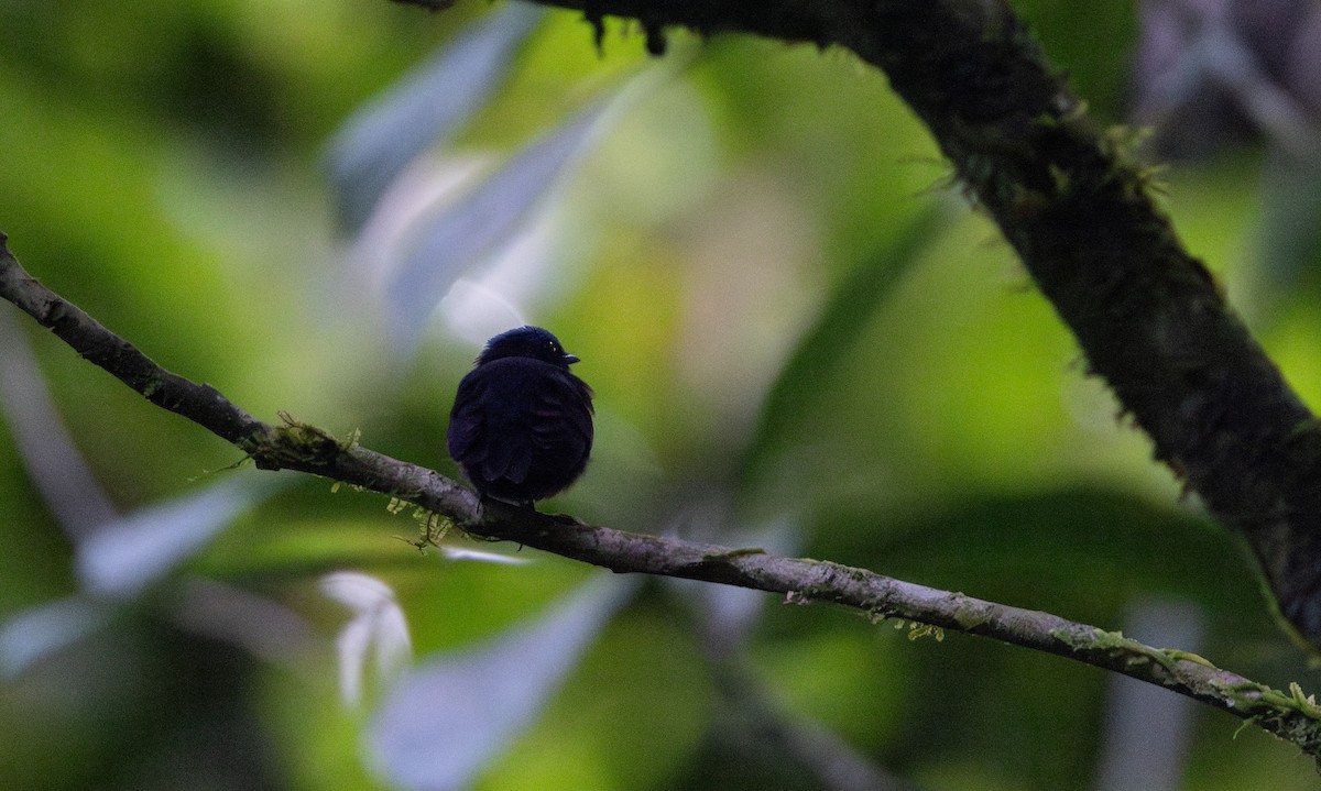 Blue-capped Manakin (Blue-capped) - ML613242062