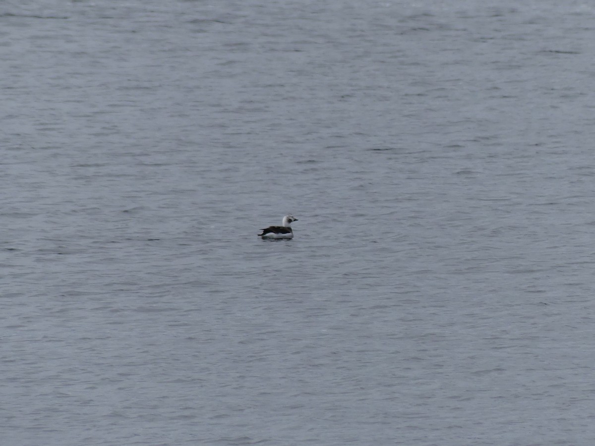Long-tailed Duck - ML613242235